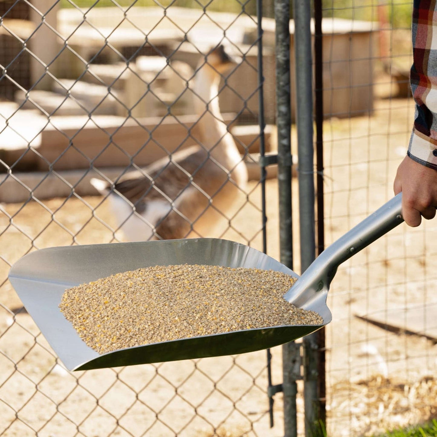 Grain scoop with aluminum blade