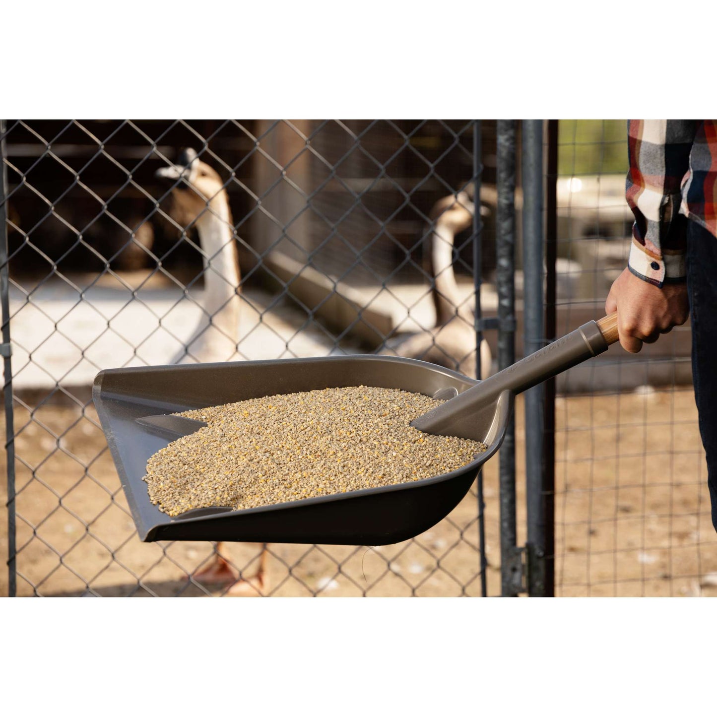 Grain scoop