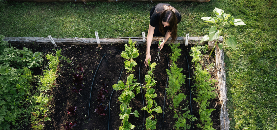 Comment démarrer un potager : le guide du jardinier débutant