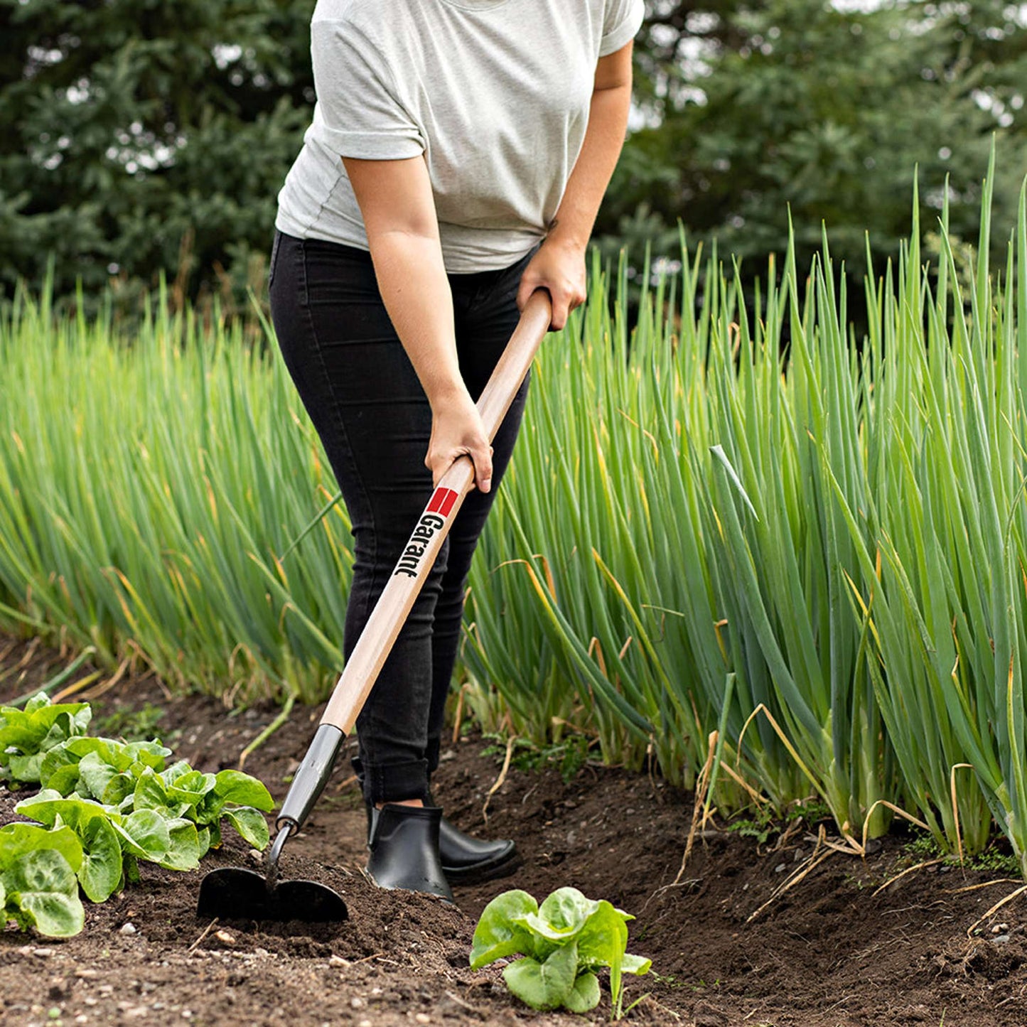 Garden hoe, wood handle