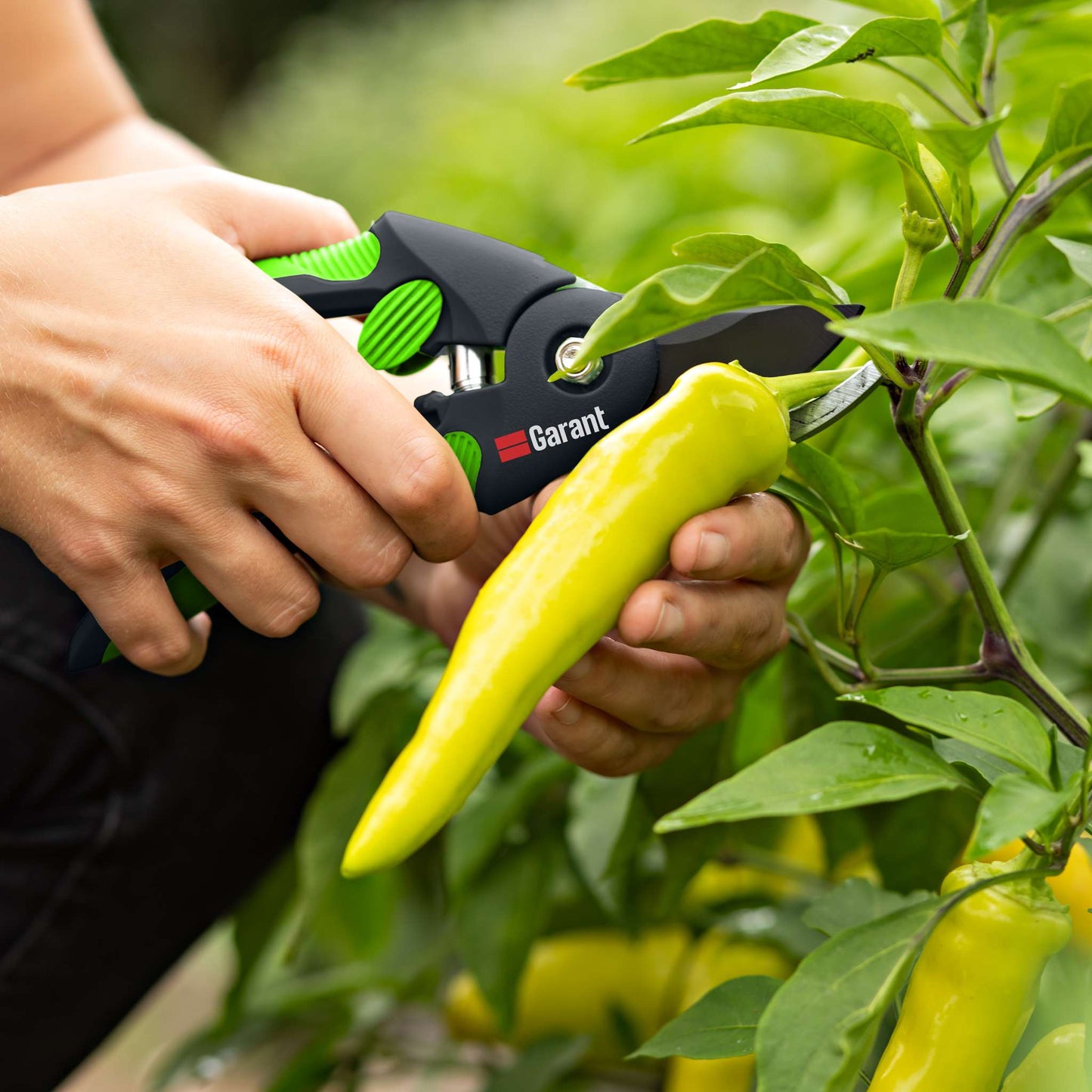 Sécateur à contre-lame, format grand