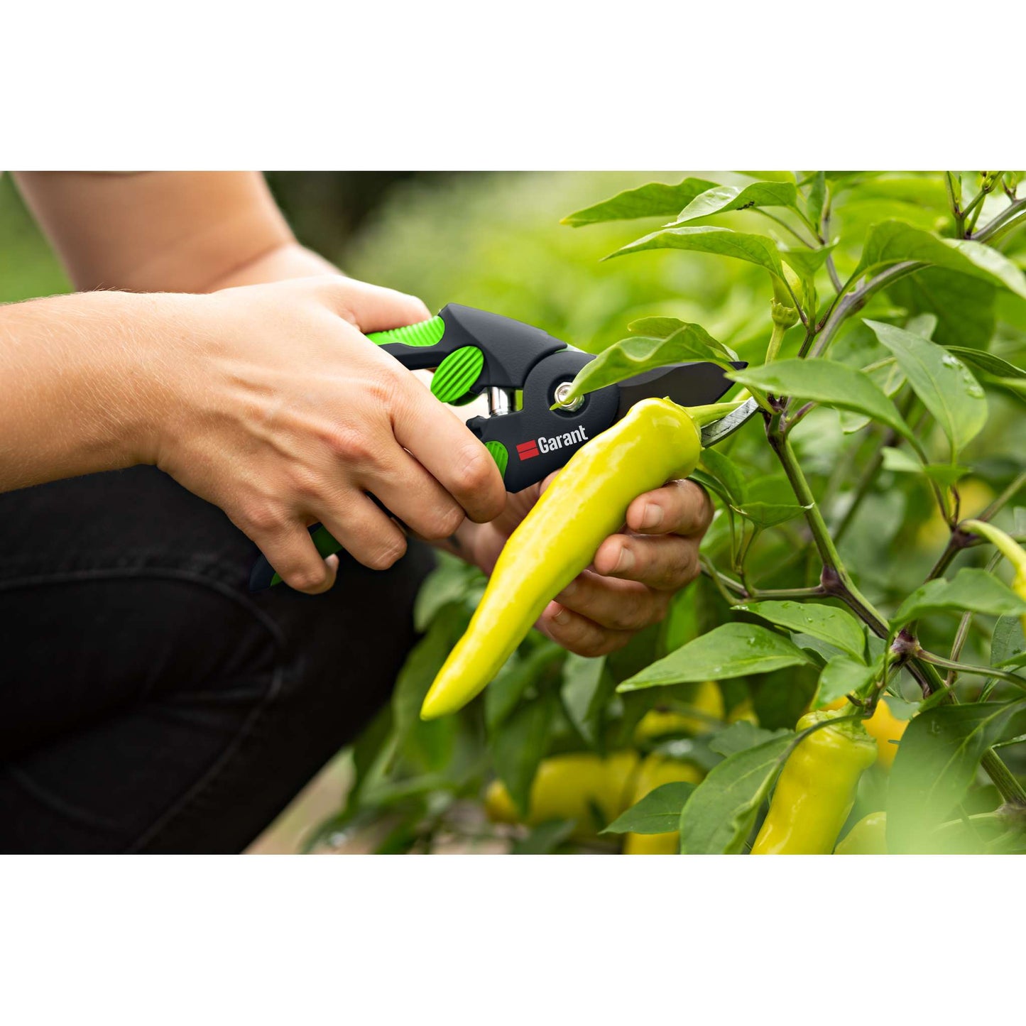 Bypass pruner, large size