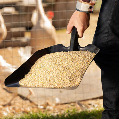 Pelle à grains et à charbon 14 po avec lame en acier trempé et poignée en D